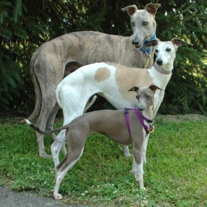 Greyhound 3 size